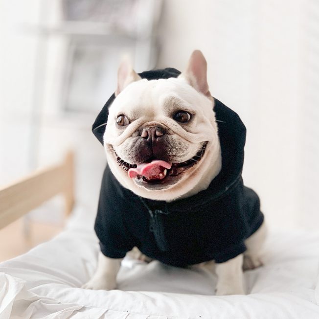 French Bulldog Dog Clothes
